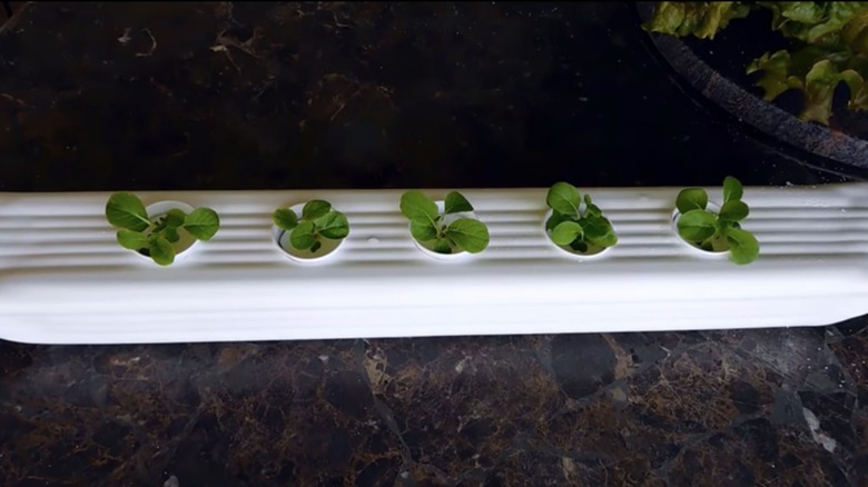 downspout hydroponic garden
