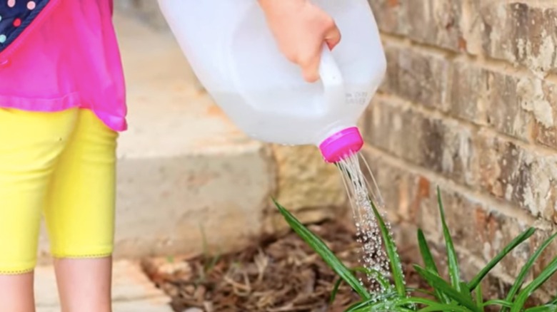watering plant with milk jug 