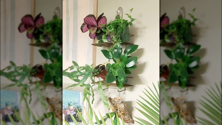 shower caddy filled with plants