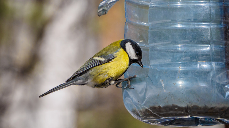 bird at bird feeder