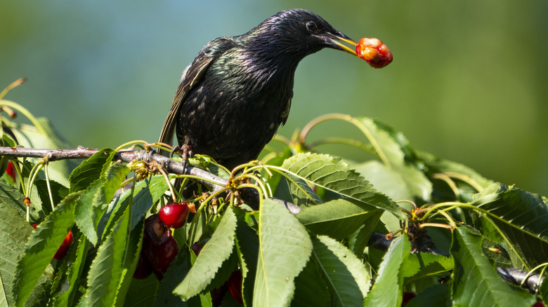 Bird eating cherries in tree