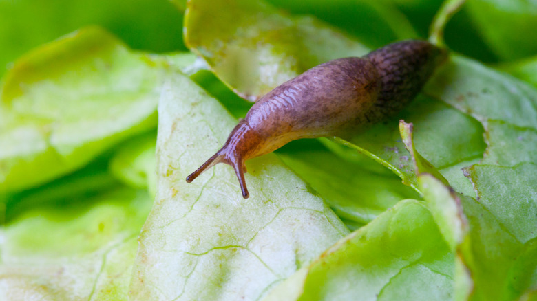 Close-up of slug on lettuce leaf