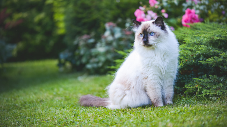 Cat sitting in a garden