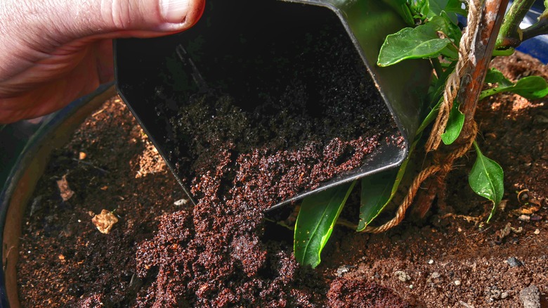 Pouring coffee grounds at foot of plant