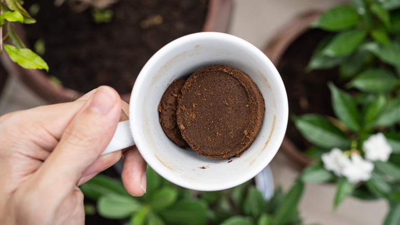 Coffee grounds in mug, plants