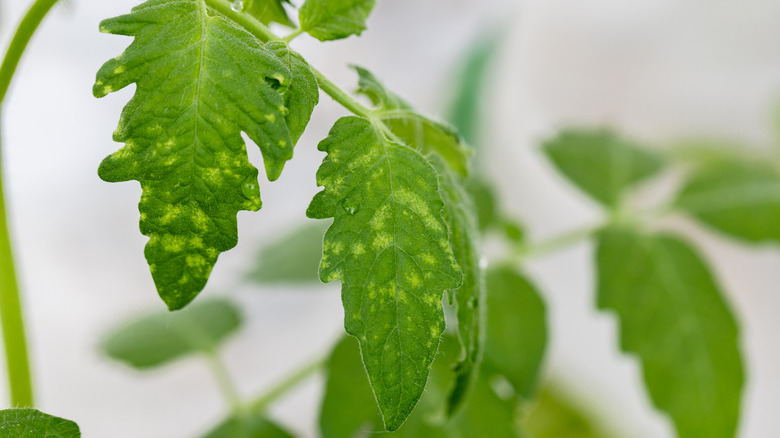 Tomato plant leaves with fungal wilt