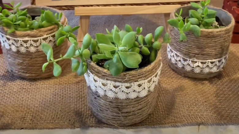 Three succulents in DIY planters