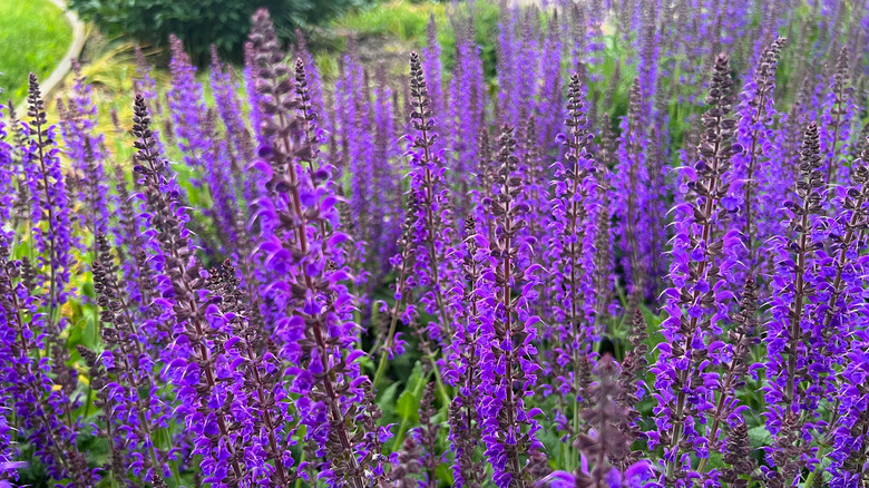 Densely growing salvia ground cover