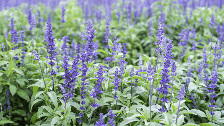 Blue sage growing in a field