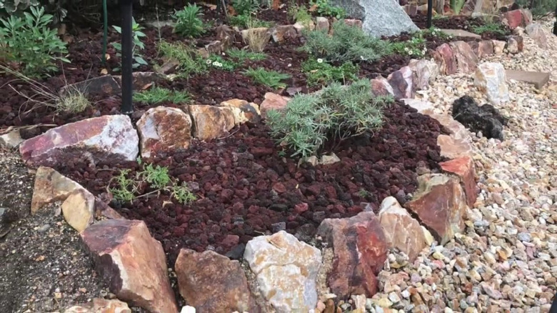 Sage blooming in a sloped garden