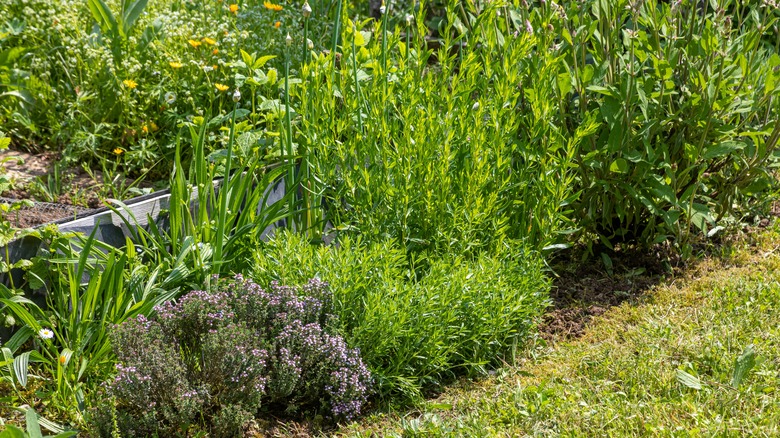 Sage and other medicinal and edible plants in a border