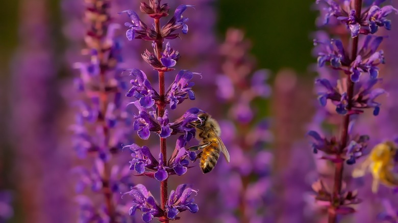 Bee foraging on a sage flower