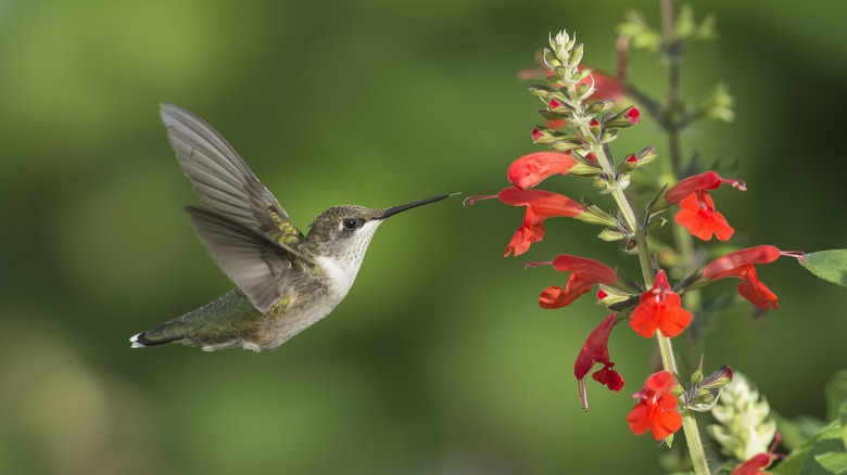 Hummingbird feeding on the blooms of a scarlet sage