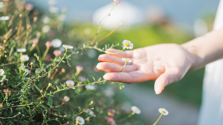 hand holding plant