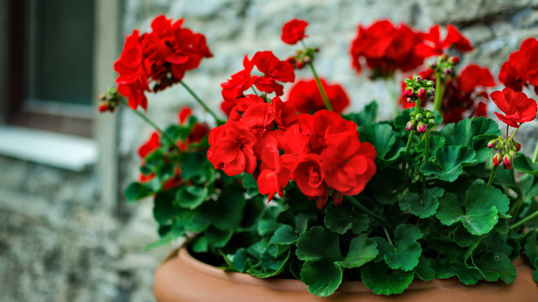 red geraniums in planter