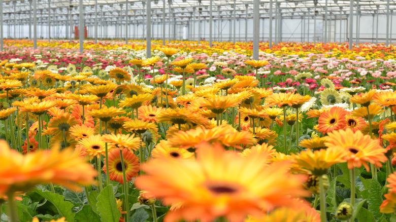 orange gerbera daisies in greenhouse