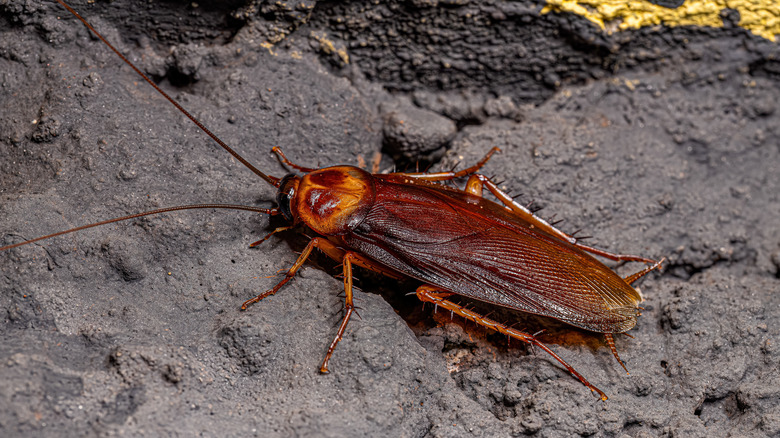 American cockroach on rock