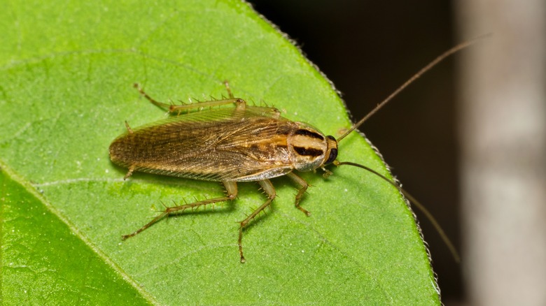 German cockroach on leaf