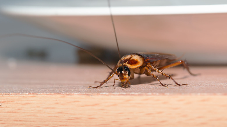 Close-up of cockroach