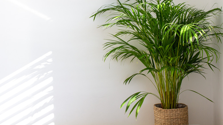 areca palm plant against white wall