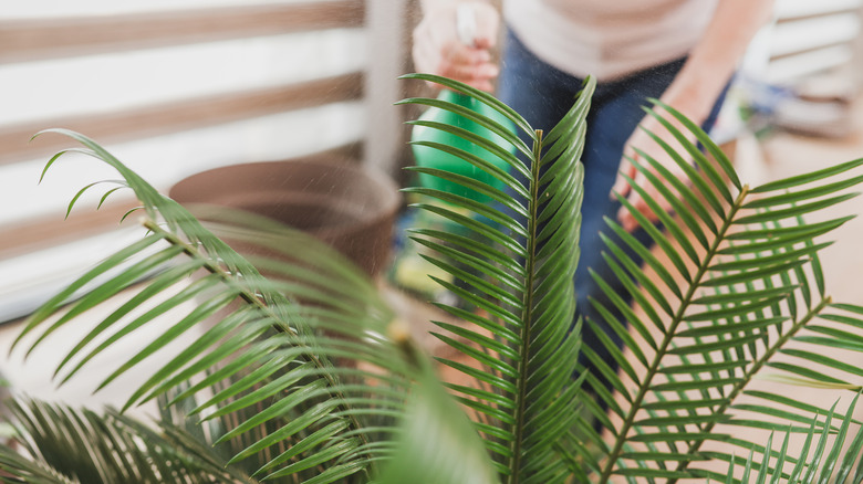 person watering palm plant with spray bottle