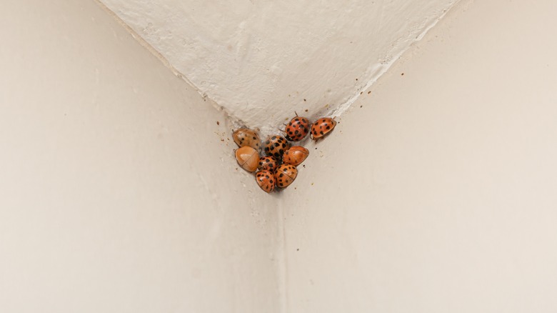 Lady beetles huddled on ceiling