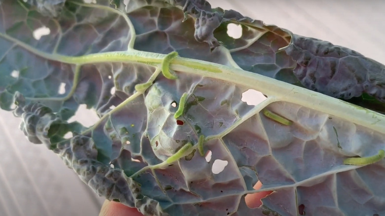 Cabbage worms on kale