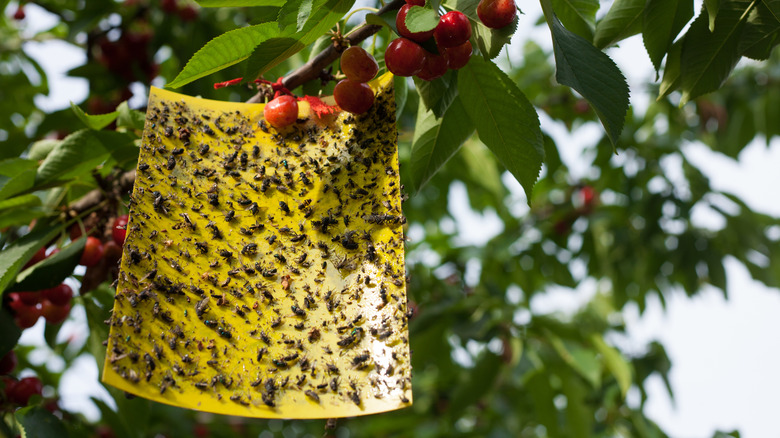 yellow sticky trap on tree