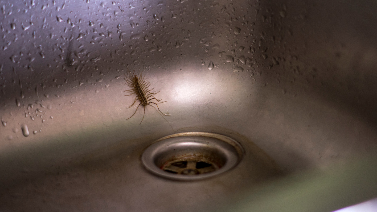 centipedes in kitchen sink