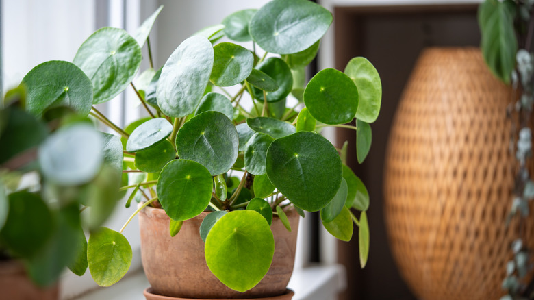 A potted green pilea in ceramic pot on the windowsill