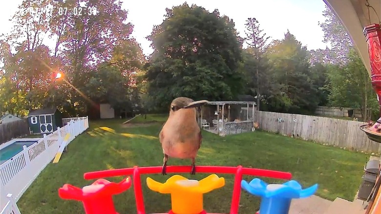 Footage of hummingbird from feeder