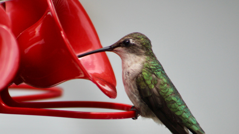 Hummingbird sipping nectar from feeder