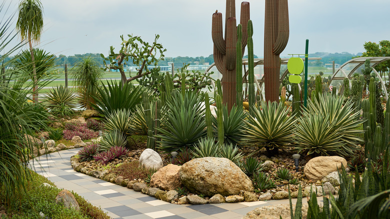 cacti garden