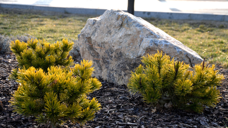 large rock in garden