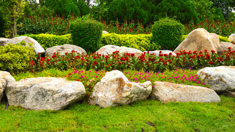 rock garden with flower