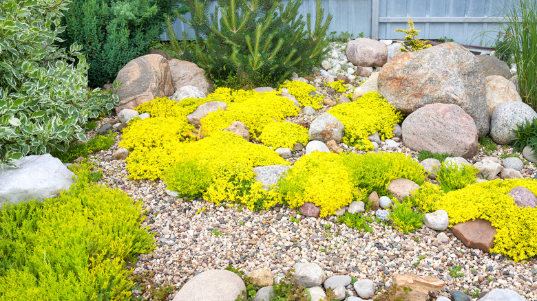 rockery rock garden