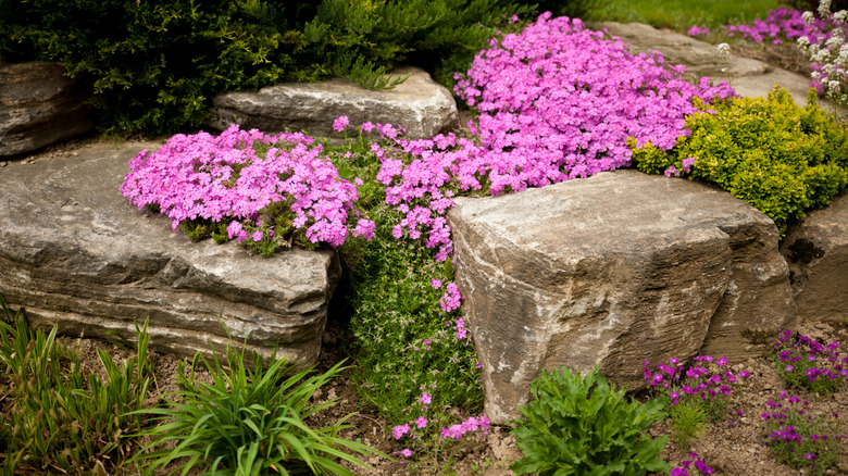 flowering rock garden