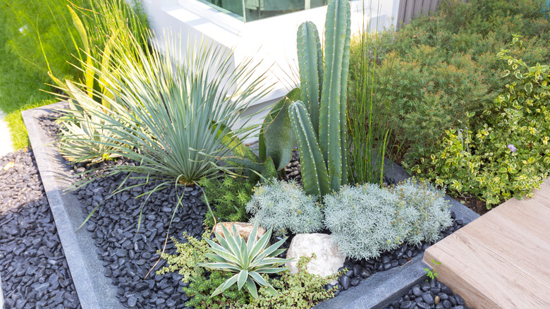 backyard rockery garden with succulents