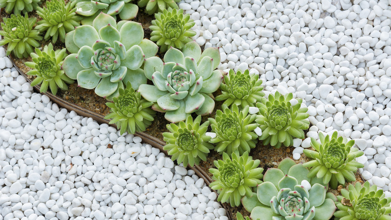 succulent plants among pebbles