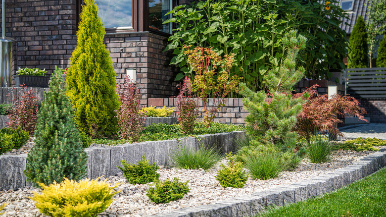 rockery garden with small plants