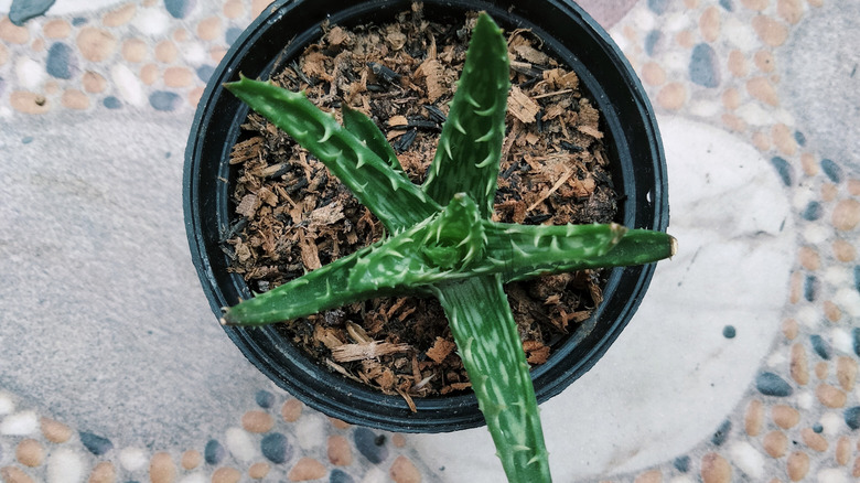 Potted aloe plant