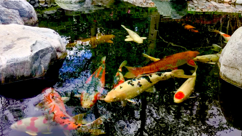 Koi swimming in pond