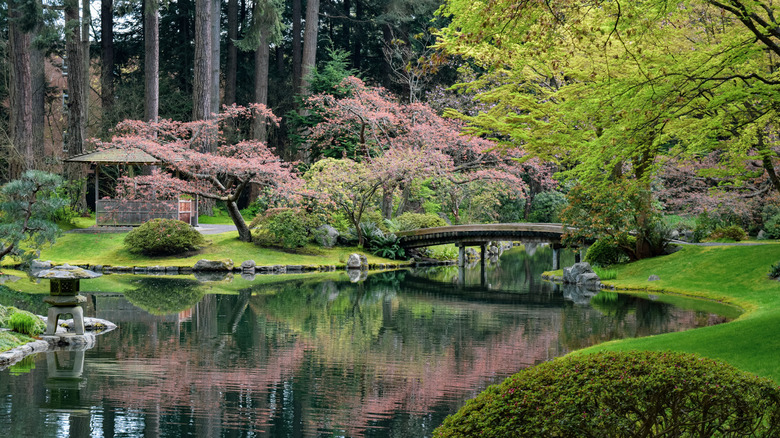 Cherry blossoms in zen garden