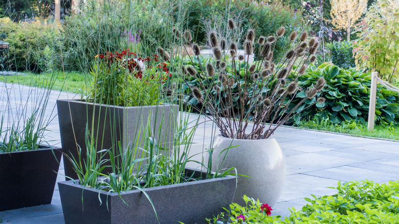 Potted ornamental grasses