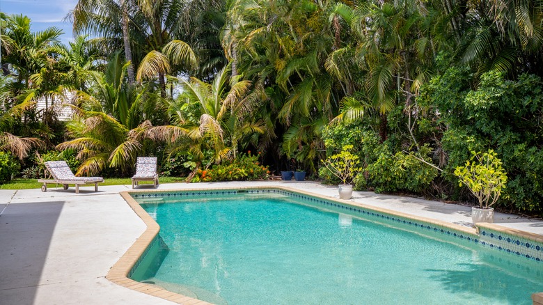 Pool with greenery