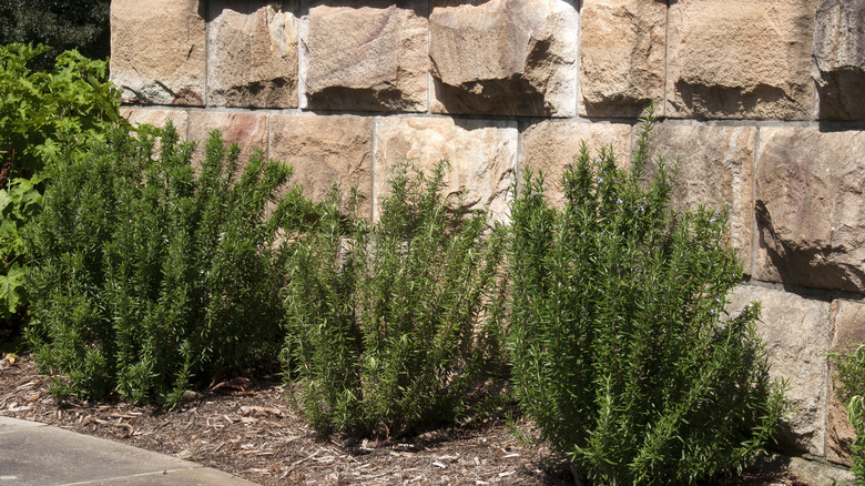 plants along a stone wall