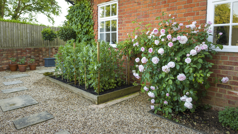 plants next to a house