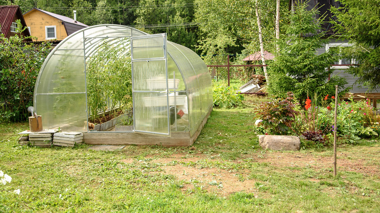 greenhouse in backyard