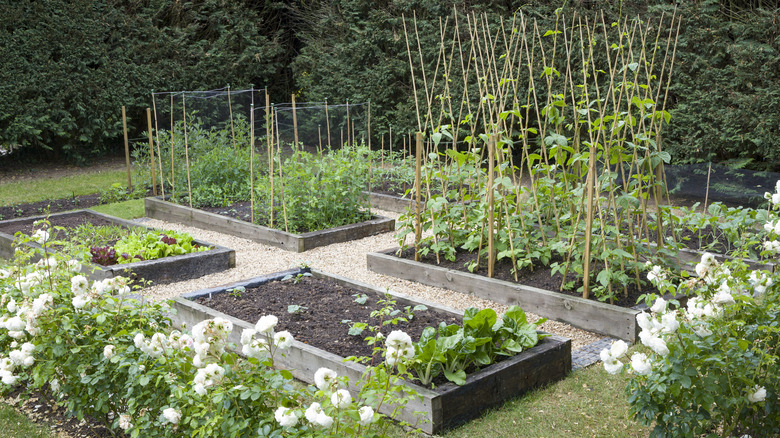 garden with garden beds