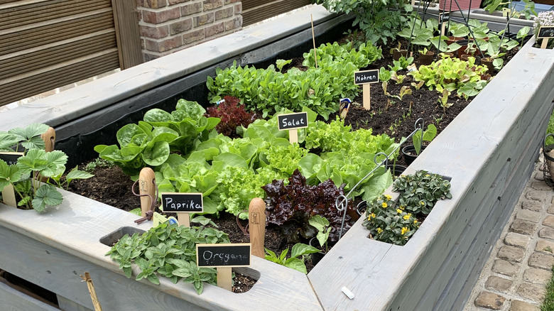 garden bed with labels